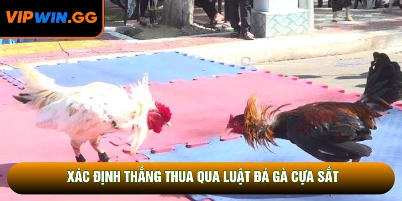 Xác định thắng thua qua luật đá gà cựa sắt